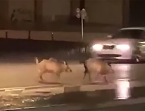 Una parella de porcs senglars es passegen per la carretera