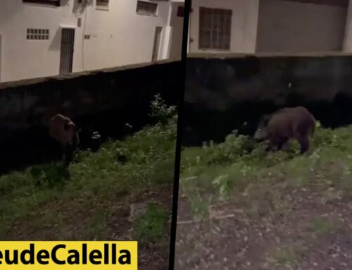 Un senglar campant pel Rierany de Valldenguli