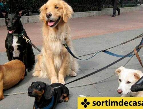 Marxa canina fins les Torretes aquest diumenge