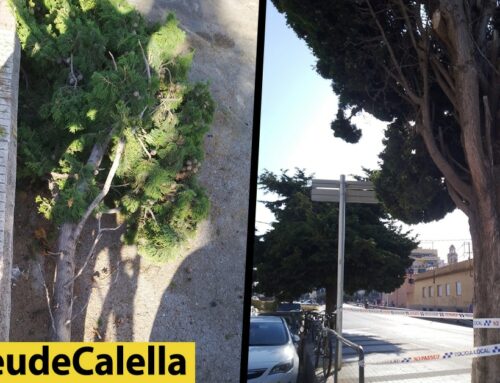 Cau la branca d’un arbre de la N-II