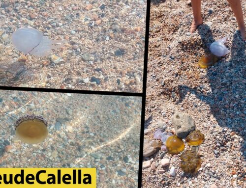 Augmenten les meduses a Calella: “mai n’havia vist tantes”