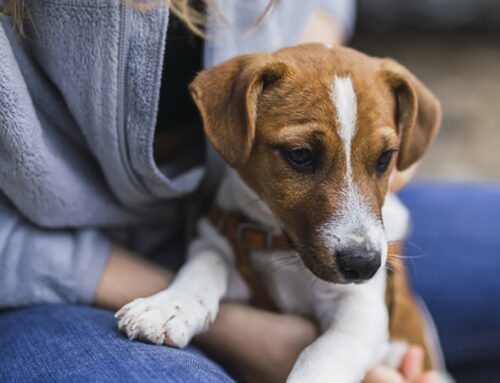 L’obligatorietat de l’assegurança per gossos i el curs de formació es retarda