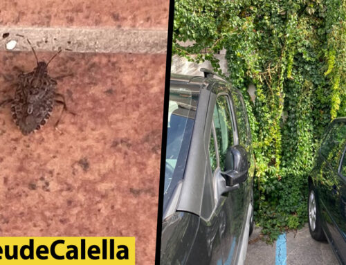 Plantes amb xinxes invasores al pàrquing del Roser que es colen a les cases