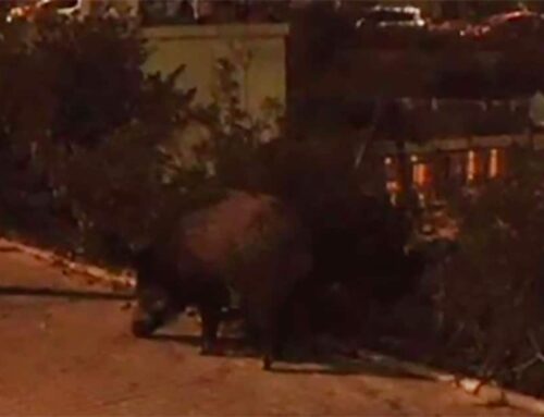 Un senglar es passeja per la plaça Conrad Prat