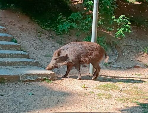 L’Ajuntament planteja fer batudes i desbrossar parcel·les per reduir la presència de senglars a Calella