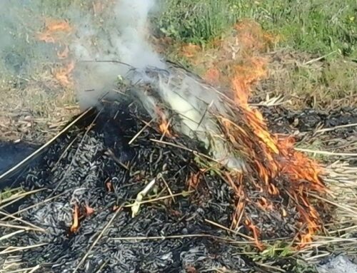 Prohibit fer foc al bosc a partir d’aquest dissabte