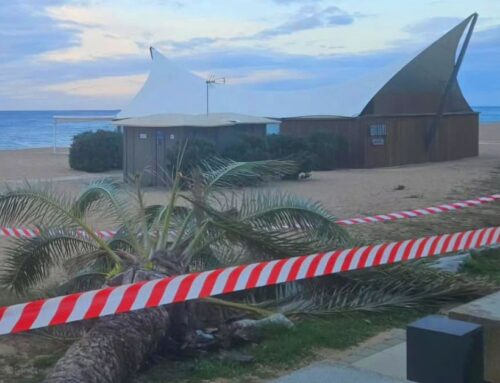 Cau una palmera del Passeig de Garbí