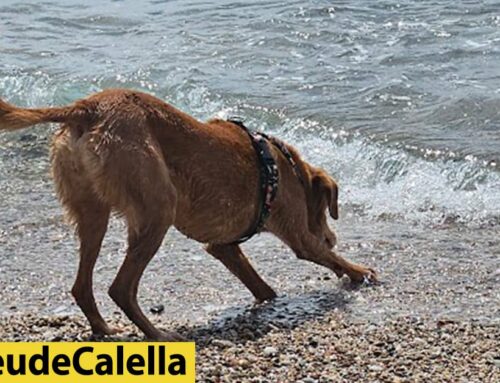Continuen les denuncies dels propietaris de gossos pels hams que deixen els pescadors a la platja