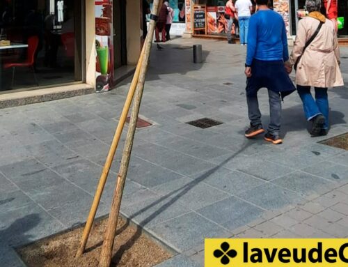 Arbres acabats de plantar torts a la plaça de l’Església