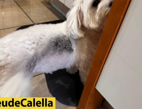 Un gos acaba tenyit per les jardineres pintades de nou del carrer Amadeu:  “ara tinc una zebra”