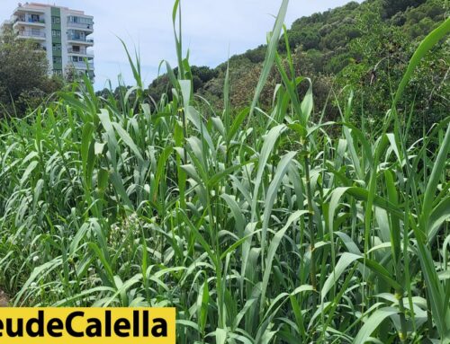 Preocupació als Codina pel risc d’incendi d’una zona de canyes i vegetació