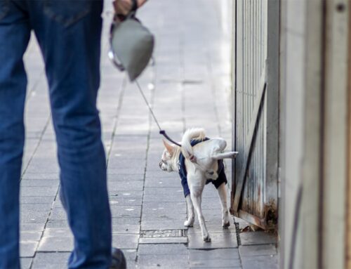 Multes de fins a 500 euros per no netejar els orins dels gossos al carrer