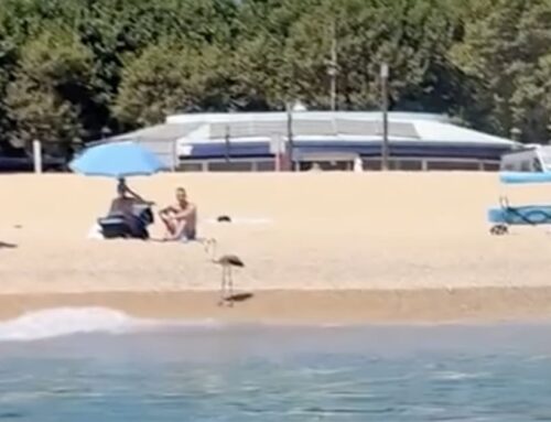 Sorpresa a la platja per un flamenc passejant per la sorra