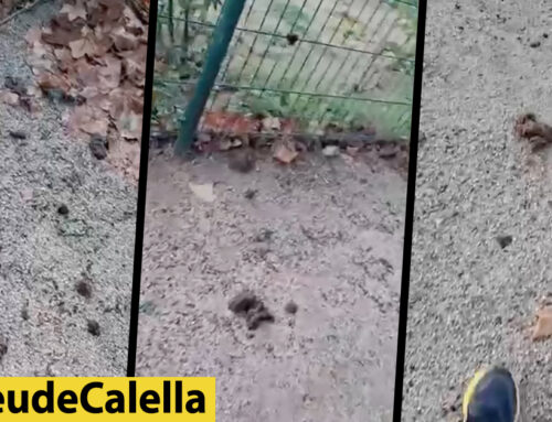 Queixes per l’incivisme de no recollir les caques dels gossos al pipicà del Parc de les Veles