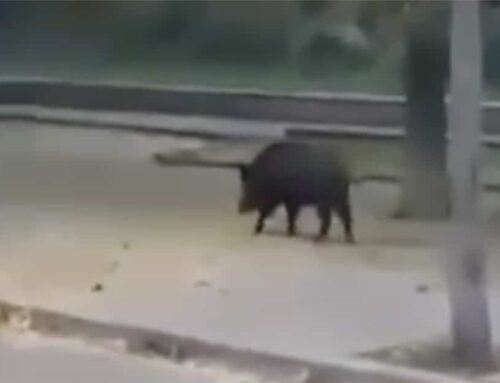 Un senglar es passeja pel centre de Calella en plena alerta per la pesta porcina africana