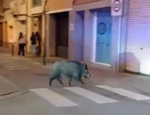 L’Ajuntament farà dues batudes per reduir la presència de senglars a Calella