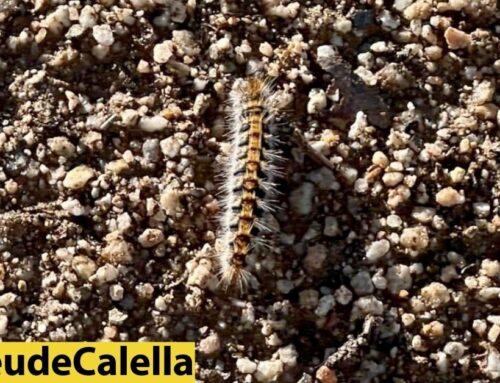 Preocupació per l’aparició de processionària al parc dels Eucaliptus