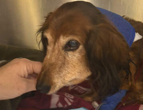 Un gos deslligat agredeix greument una gossa al centre de Calella