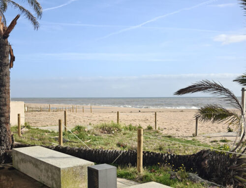 La llevantada Harry afecta palmeres a Calella