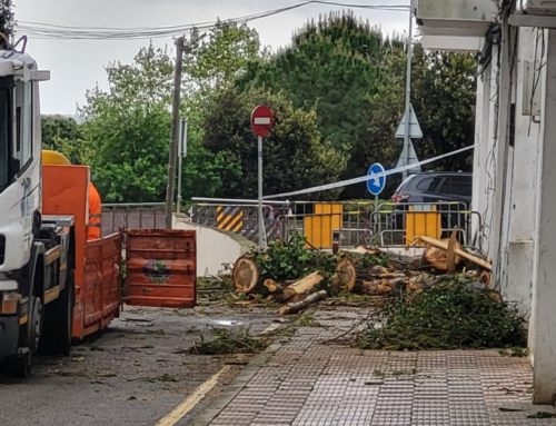 L’Ajuntament revisarà els arbres del barri dels Codina després de la caiguda del pollancre sobre un bloc de pisos