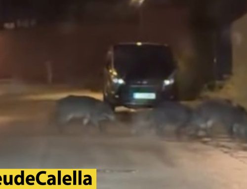 Alerten de la presència de senglars a la urbanització Sant Quirze